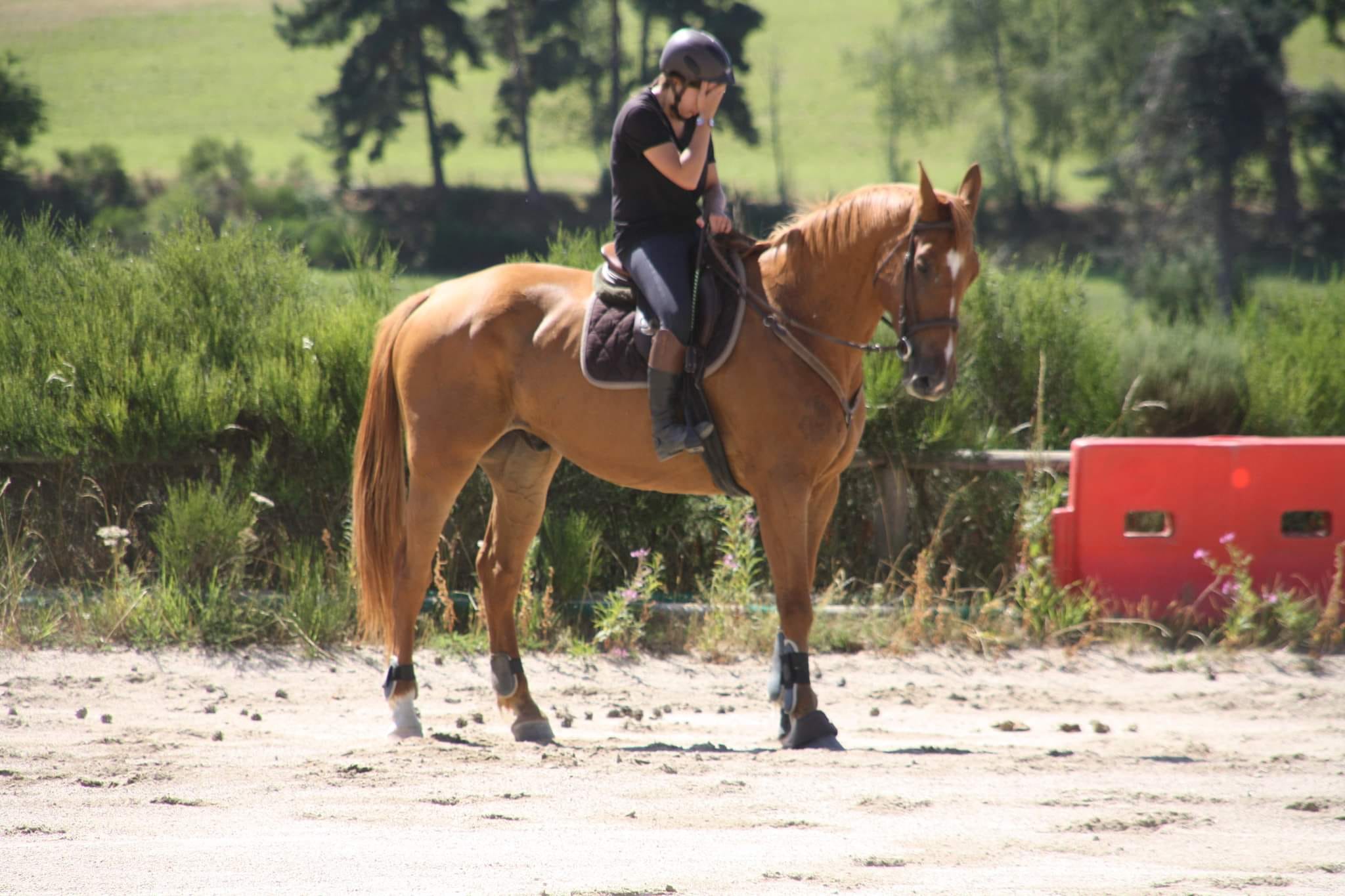 Peur de remonter à cheval après une chute : pourquoi elle persiste et comment reprendre confiance